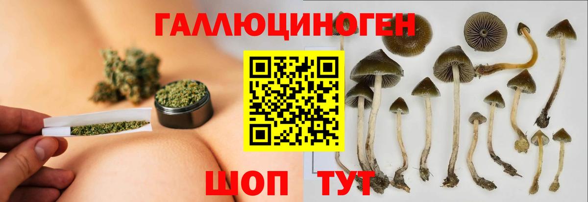 Галлюциногенные грибы GOLDEN TEACHER Балтийск